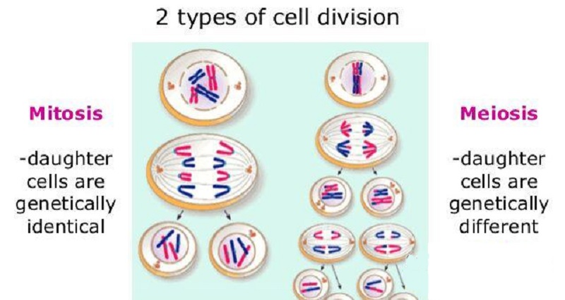 تقسیم سلول چیست؟