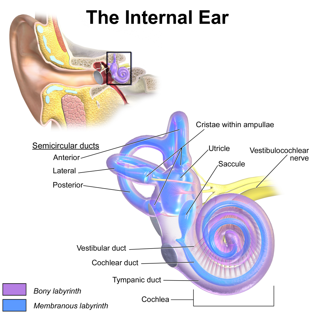 گیرنده شنوایی و تعادلی