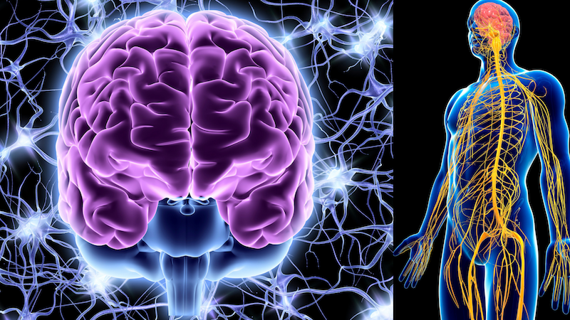 نقش مغز و سیستم عصبی در ادراک