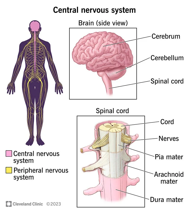  ساختار دستگاه عصبی