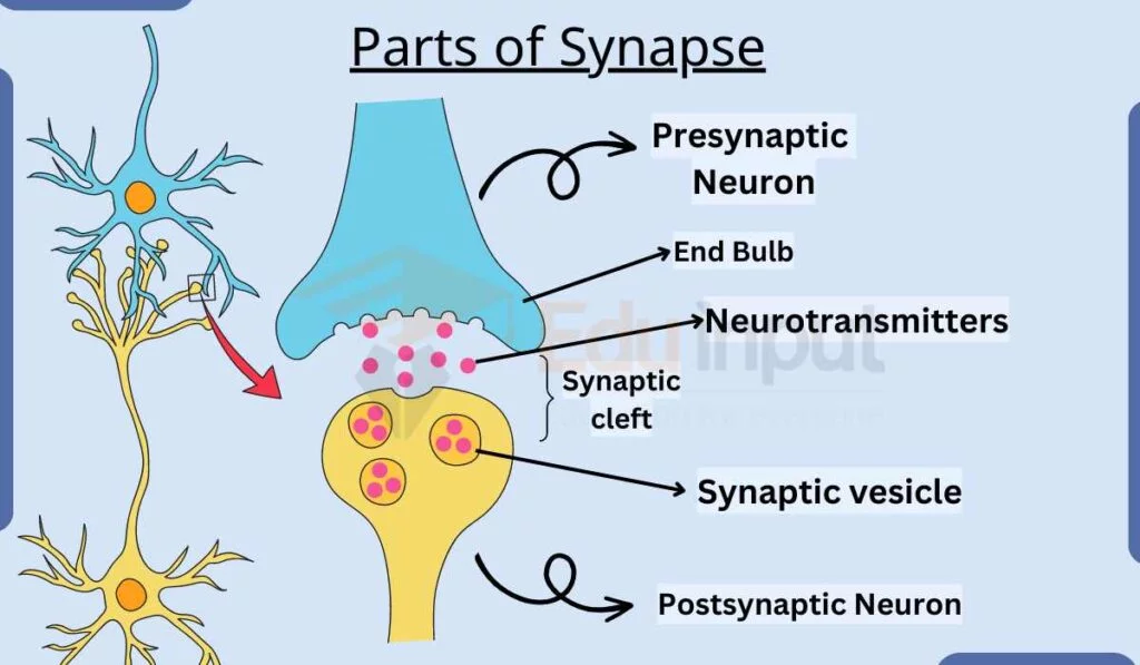 سیناپس عصبی