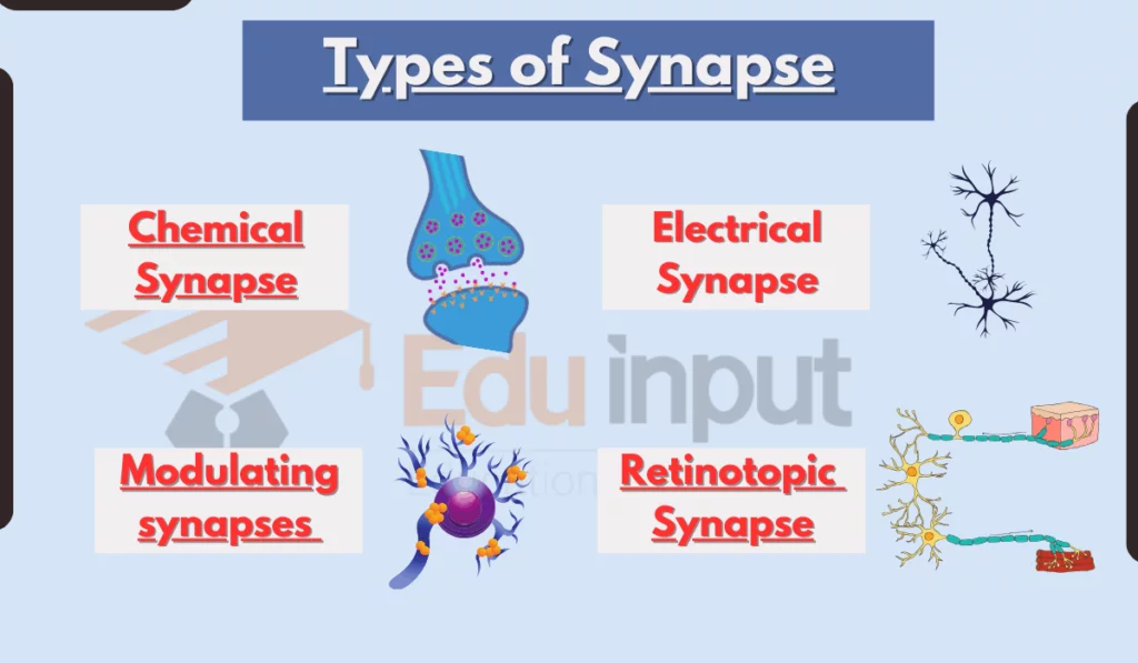 انواع سیناپس