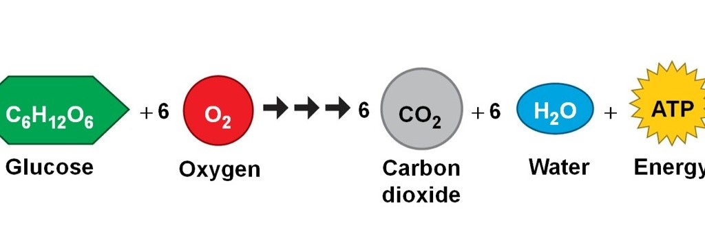 تبدیل دی اکسید کربن و آب به گلوکز و اکسیژن