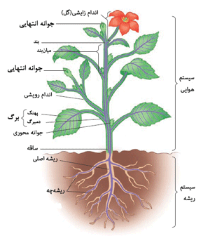 زیست گیاهی یازدهم ساختار