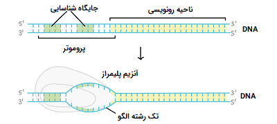 مراحل رونویسی در سلول
