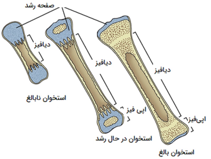 ساختار استخوان